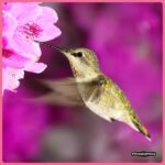 Pennington 64 oz. Hummingbird Clear Electronectar Ready to Use 100543828